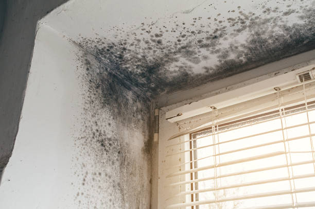 Affordable Mold Removal solutions in Trenton, TN