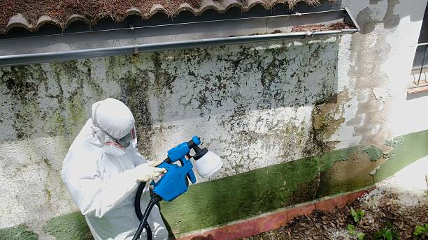 Top rated local Mold Removal specialists in Trenton, TN